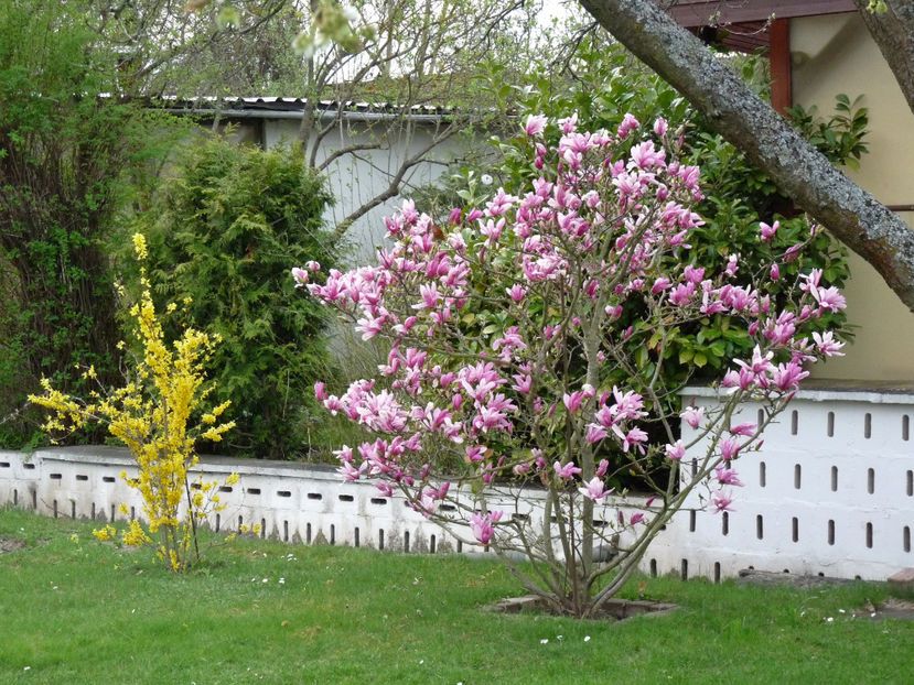 Magnolia NN - 2018 - 01 - Primavara