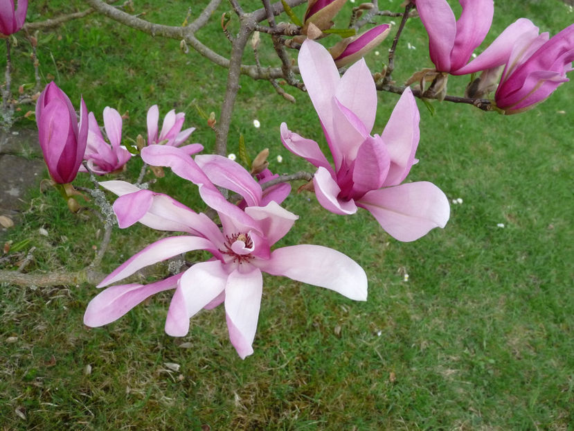  - 2018 - 01 - Primavara