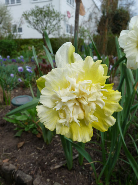  - 2018 - 01 - Primavara