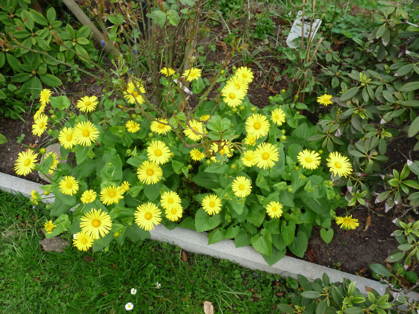  - 2018 - 01 - Primavara