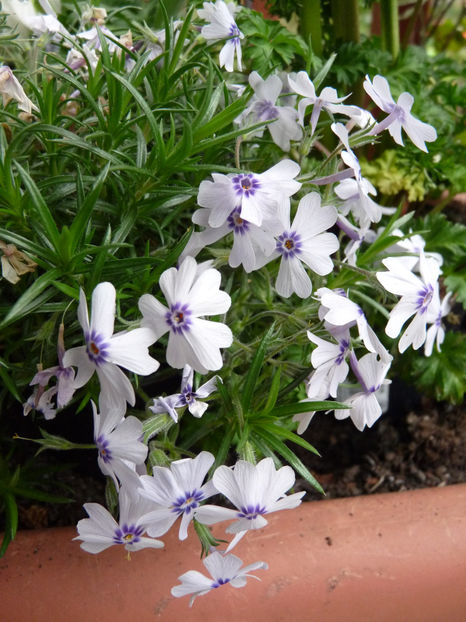  - 2018 - 01 - Primavara