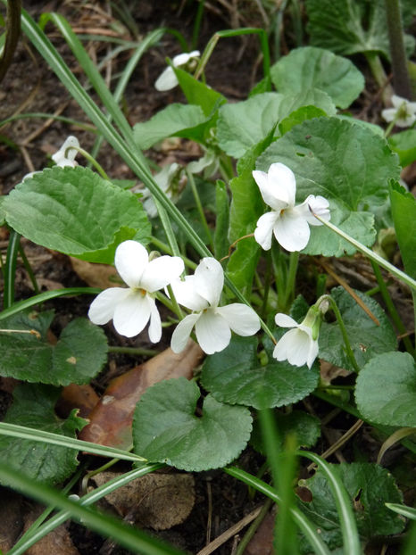  - 2018 - 01 - Primavara