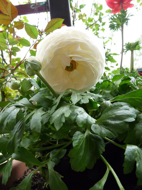  - 2018 - 01 - Primavara