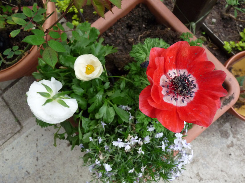  - 2018 - 01 - Primavara