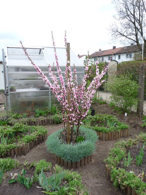  - 2018 - 01 - Primavara