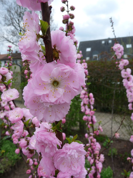  - 2018 - 01 - Primavara