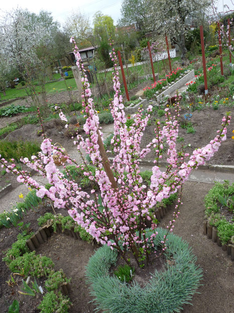 ♥ ♥ ♥ - 2018 - 01 - Primavara