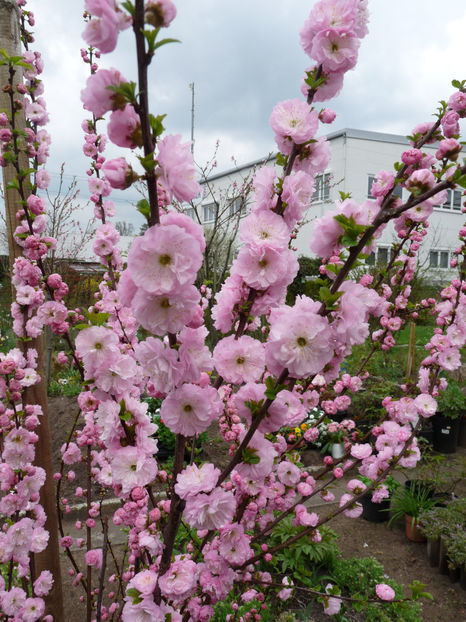  - 2018 - 01 - Primavara