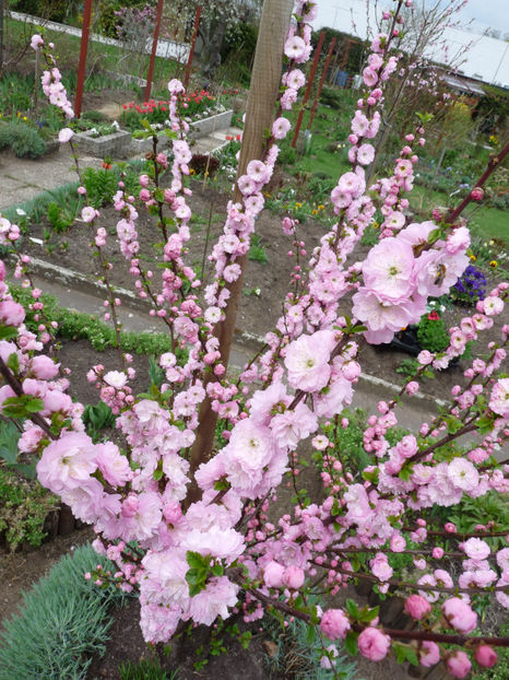  - 2018 - 01 - Primavara