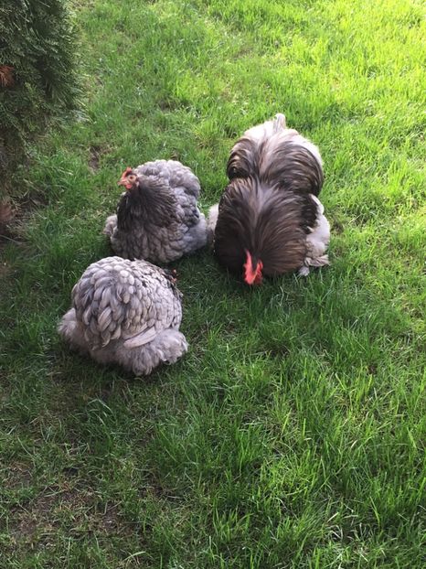 933903A0-875D-411C-98A8-456E6C265286 - COCHI PITIC ALBASTRU 2018