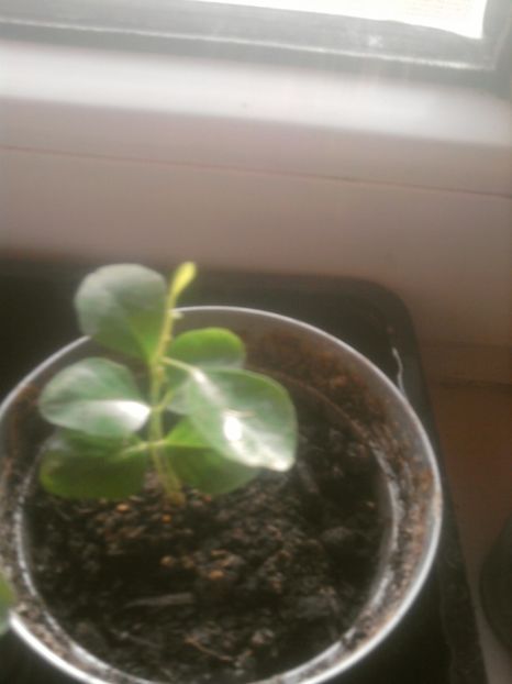 plantute muraia - martie 2018