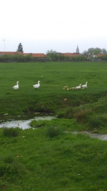 La plimbare in campie toti acuma noi sosim - Bobocei de gasca !2018 2019 2020