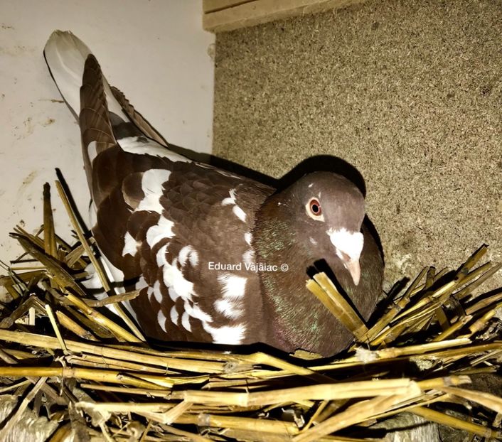 Mascul RO-2016 - Matca Karel Meulemans