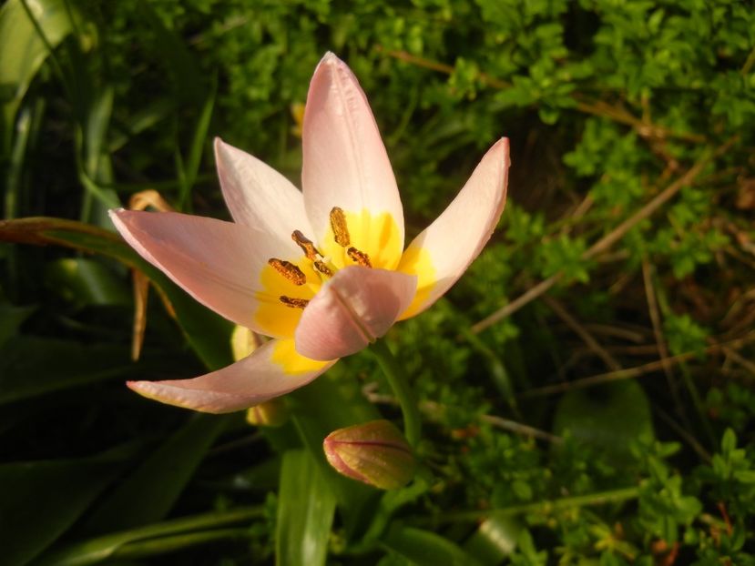 Tulipa Lilac Wonder (2018, April 13) - Tulipa Lilac Wonder