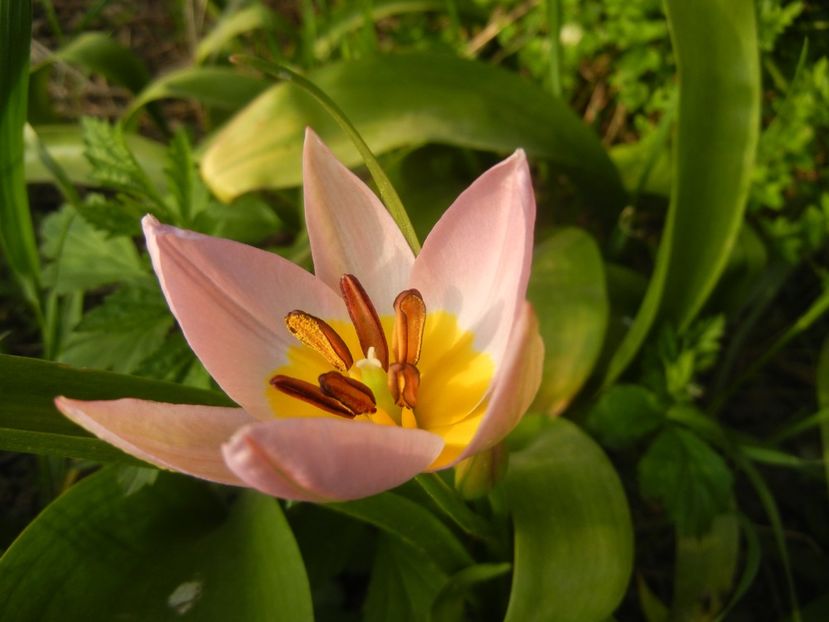 Tulipa Lilac Wonder (2018, April 13) - Tulipa Lilac Wonder