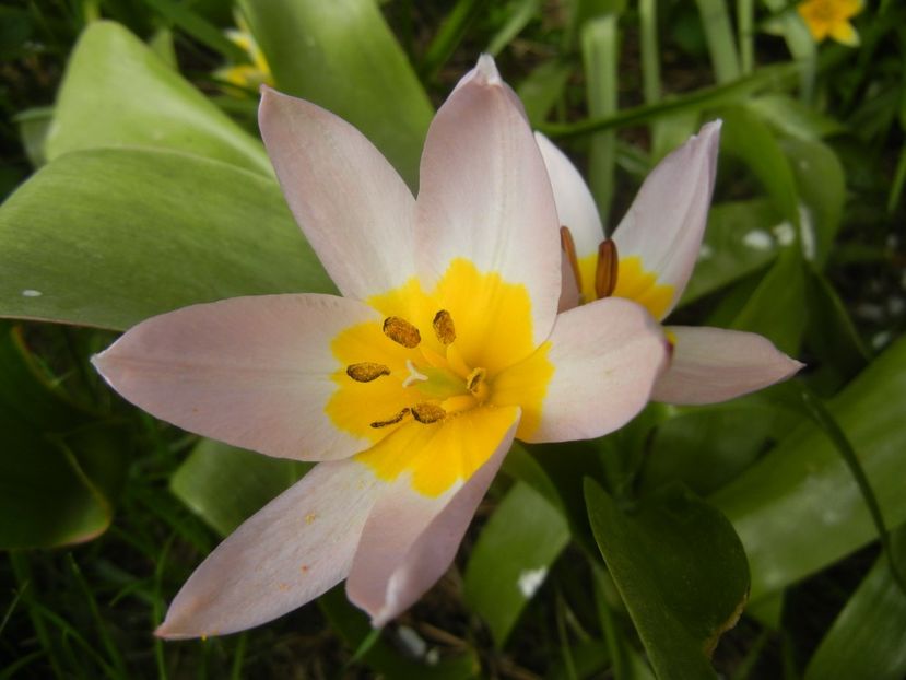 Tulipa Lilac Wonder (2018, April 15) - Tulipa Lilac Wonder