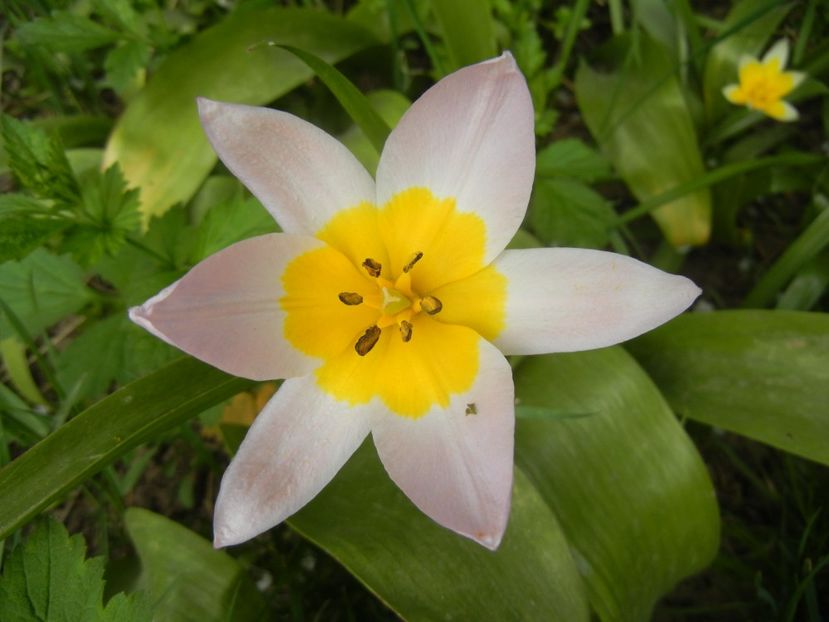 Tulipa Lilac Wonder (2018, April 15) - Tulipa Lilac Wonder