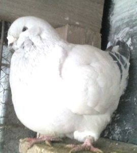 110518298_RQQXTTV3 - - A - CRESCATOR POLIVALENT