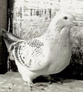 110029669_GLTODQE3 - - A - CRESCATOR POLIVALENT