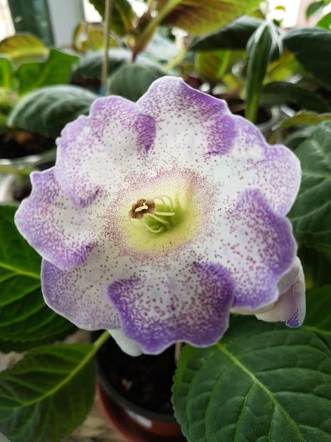 Glimmer - gloxinia 2018