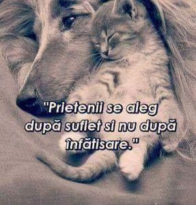  - Poze 3