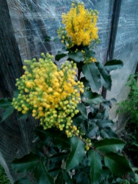 Mahonie - Primăvara 2018