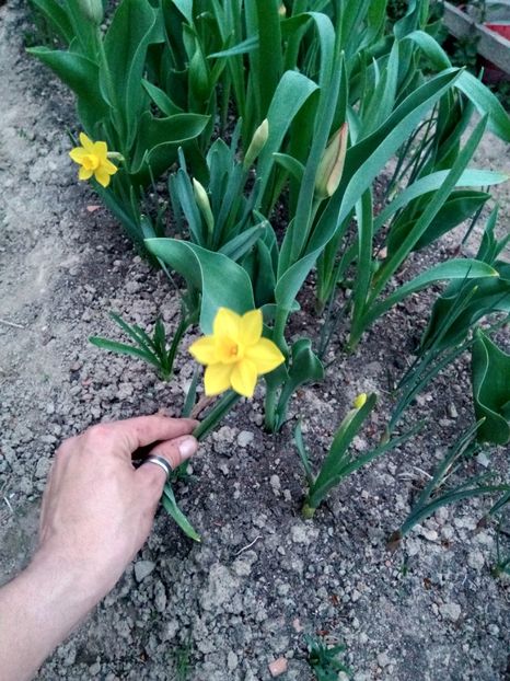 Narcisa - Primăvara 2018