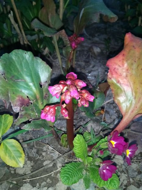 Bergenia - Primăvara 2018