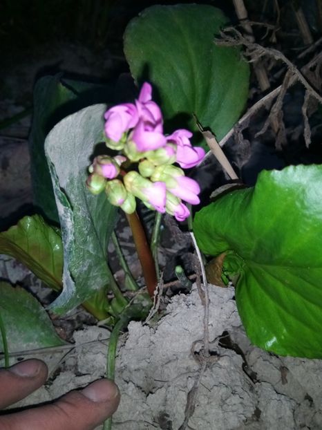 Bergenia - Primăvara 2018