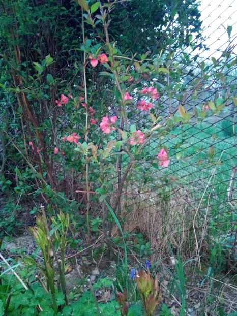 Bujorii mei început timid - Primăvara 2018