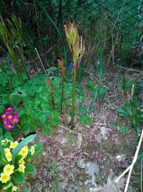 Bujor - Primăvara 2018