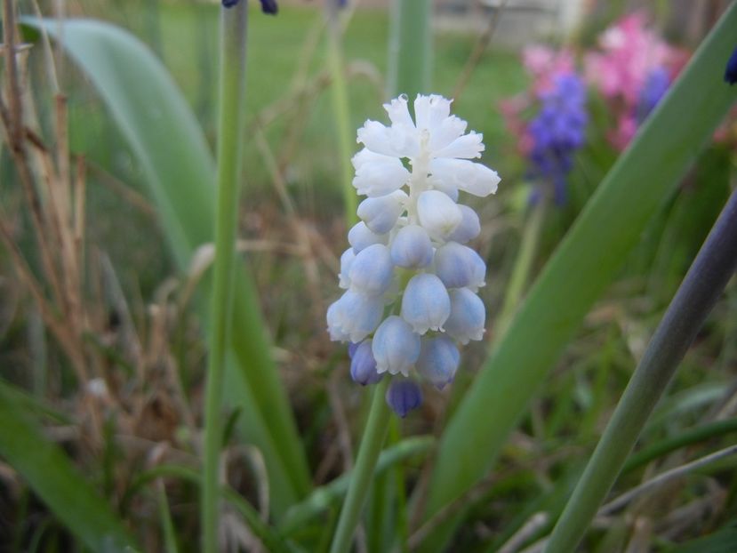 Muscari Peppermint (2018, April 13) - Muscari Peppermint