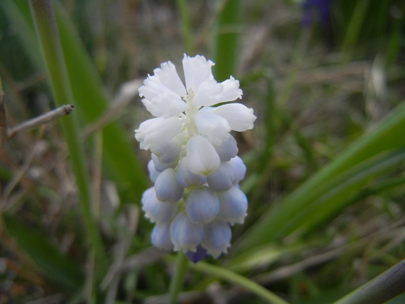 Muscari Peppermint (2018, April 13) - Muscari Peppermint