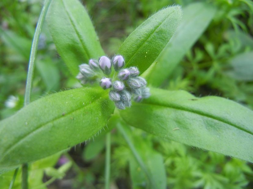 Myosotis alpestris (2018, April 13) - MYOSOTIS Alpestris