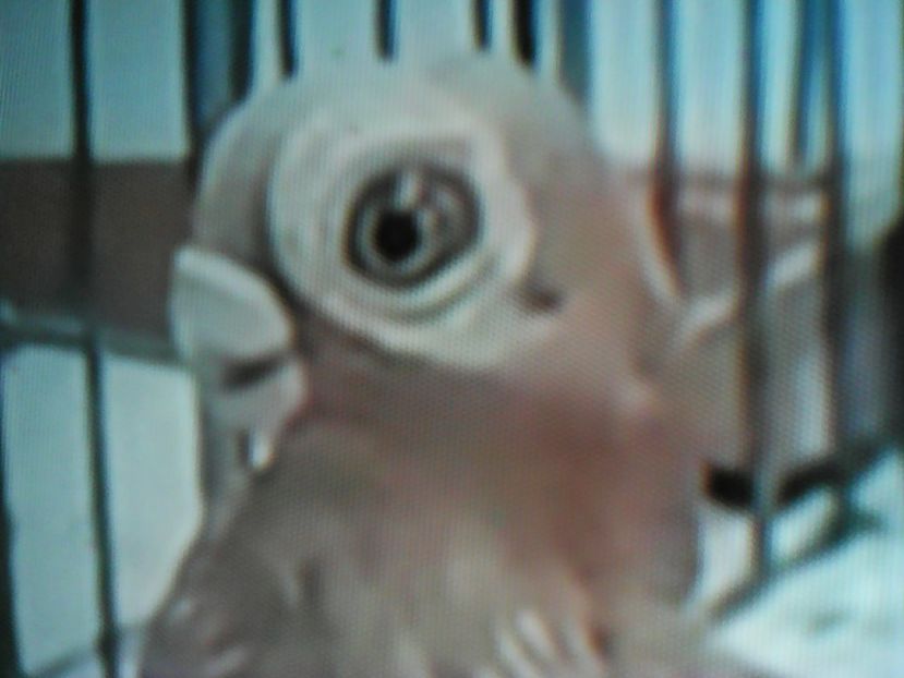  - CARUNCULATI INDIENI POLONEZI