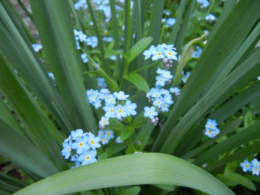 Myosotis alpestris (2018, April 14) - MYOSOTIS Alpestris