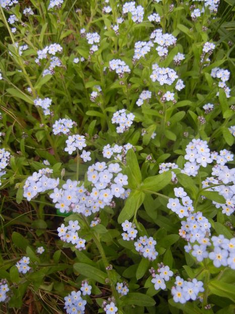 Myosotis alpestris (2018, April 15) - MYOSOTIS Alpestris