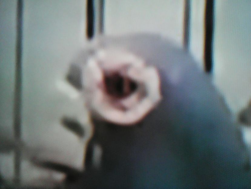  - CARUNCULATI INDIENI POLONEZI