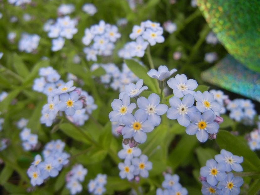 Myosotis alpestris (2018, April 15) - MYOSOTIS Alpestris