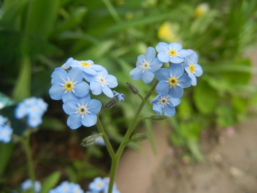 Myosotis alpestris (2018, April 15) - MYOSOTIS Alpestris