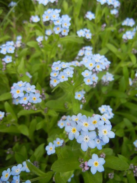 Myosotis alpestris (2018, April 15) - MYOSOTIS Alpestris