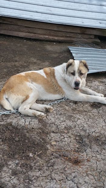  - C   Femela Ciobanesc Asia Centrala