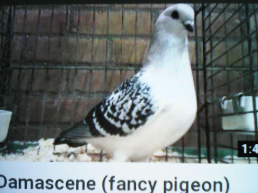  - ZBURĂTOR DE DAMASC