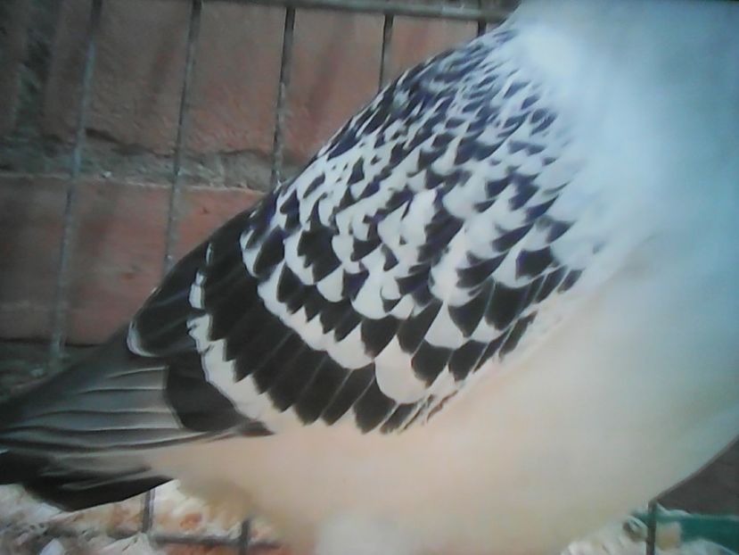  - ZBURĂTOR DE DAMASC