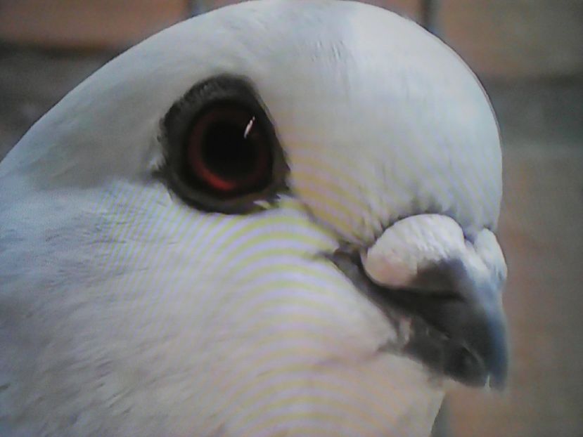  - ZBURĂTOR DE DAMASC