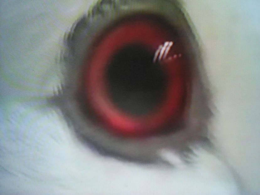  - ZBURĂTOR DE DAMASC