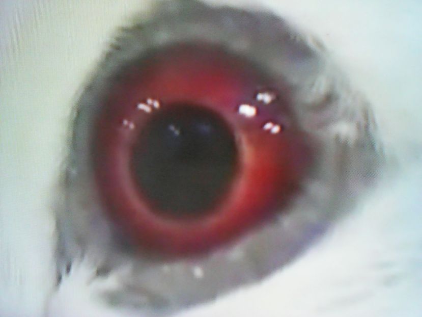  - ZBURĂTOR DE DAMASC