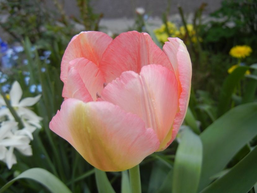 Tulipa Judith Leyster (2018, April 14) - Tulipa Judith Leyster