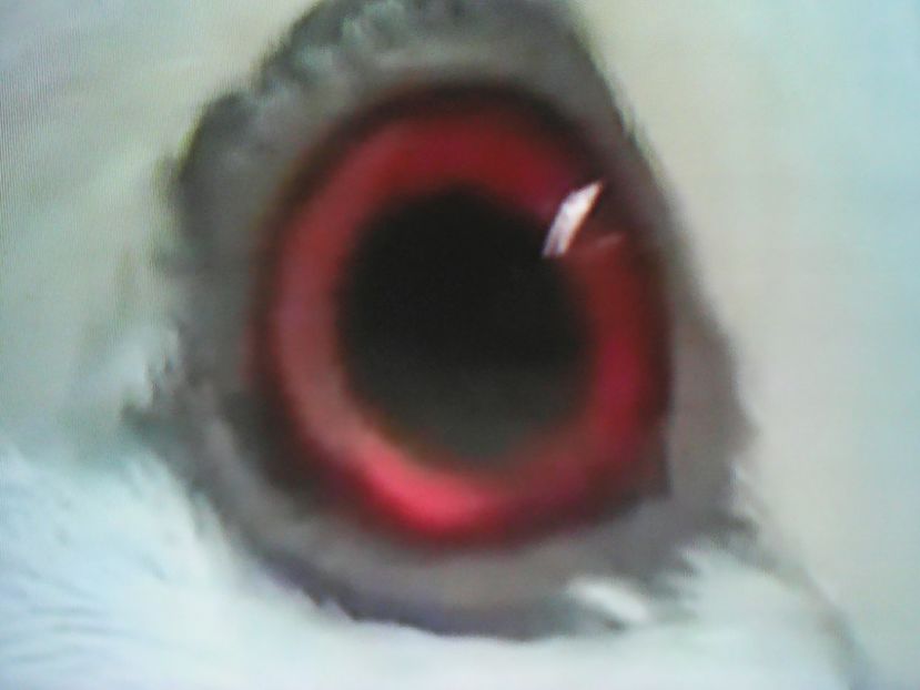  - ZBURĂTOR DE DAMASC