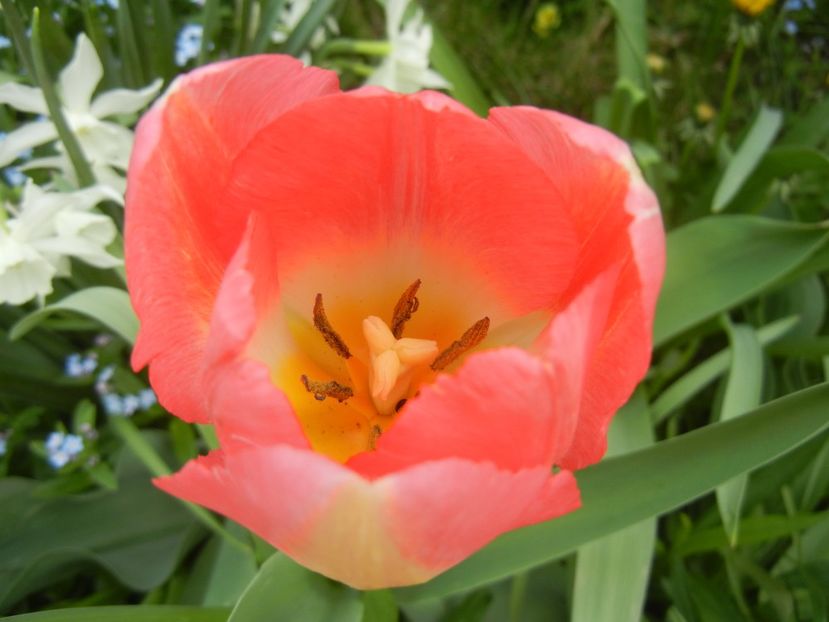 Tulipa Judith Leyster (2018, April 15) - Tulipa Judith Leyster